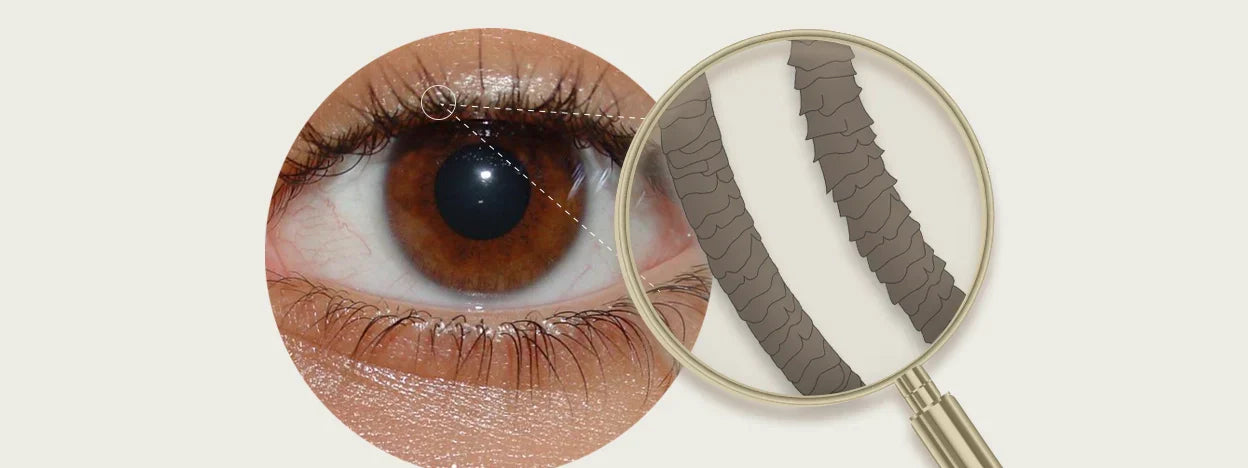 A close-up of a client's eye showing a professional lash lift using the Nouveau Lashes CeraLashLift system.